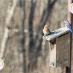 An Eastern Blue Bird couple sits atop a nesting box designed for their needs.